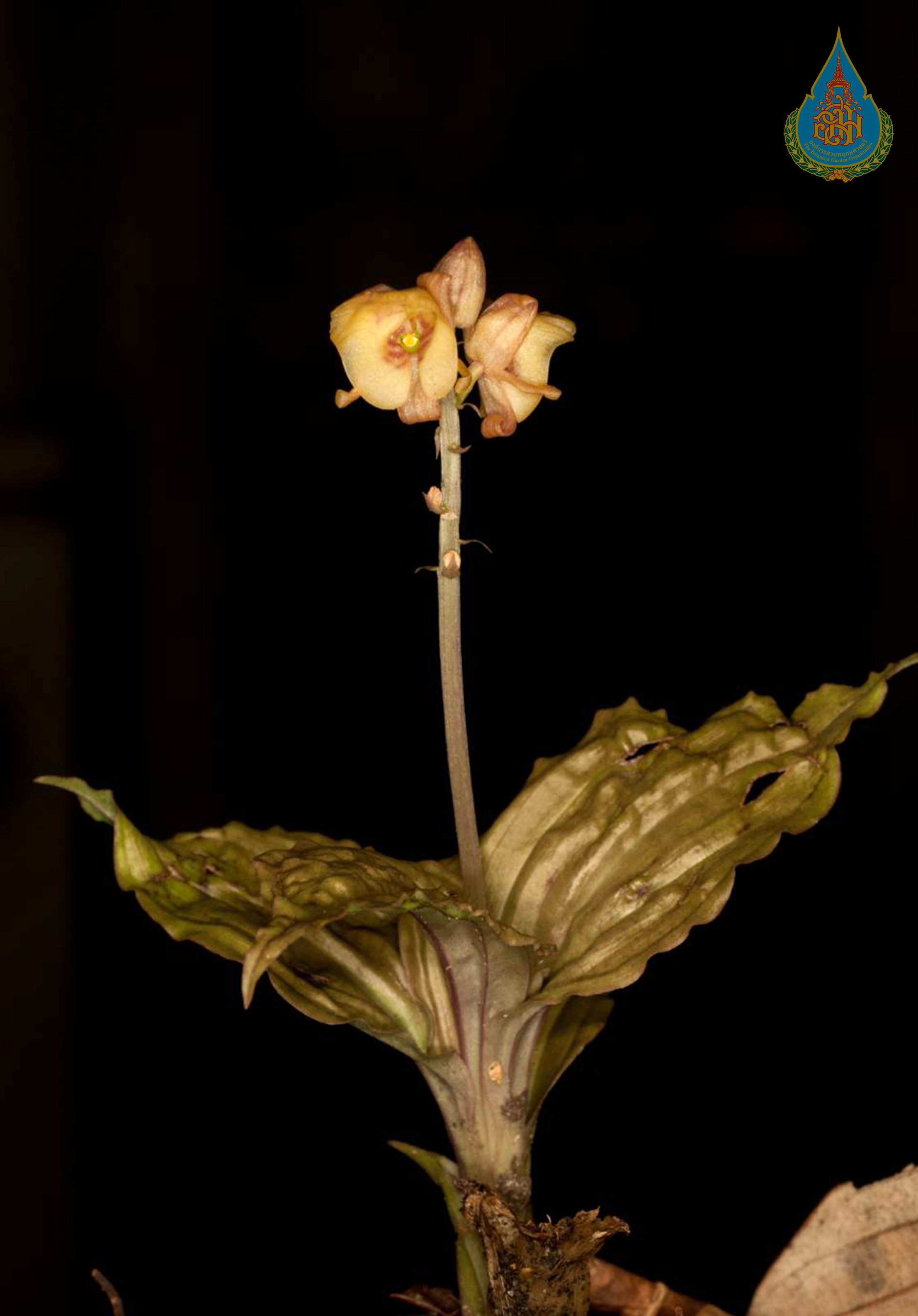 แห้วหมูป่าสิกขิม Crepidium josephianum (Rchb.f.) Marg.<br/>ORCHIDACEAE